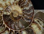 Wide Cleoniceras Ammonite (Half) #5945-3